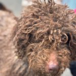 Wasserhund Pura, 06/2023, ca 45 cm