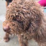 Wasserhund Pura, 06/2023, ca 45 cm