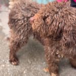 Wasserhund Pura, 06/2023, ca 45 cm