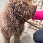 Wasserhund Pura, 06/2023, ca 45 cm