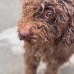 Wasserhund Pura, 06/2023, ca 45 cm