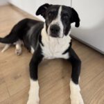 Mischling Pura, 11/2019, ca. 65 cm