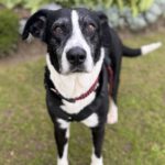 Mischling Pura, 11/2019, ca. 65 cm