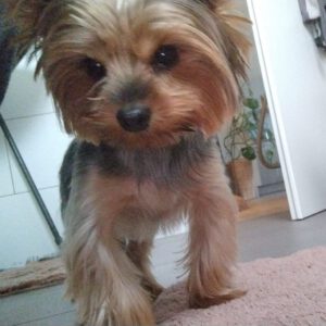 Yorkshire Terrier Ragnar, 05/2022, ca. 25 cm, 16515 Oranienburg