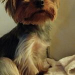 Yorkshire Terrier Ragnar, 05/2022, ca. 25 cm, 16515 Oranienburg