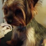 Yorkshire Terrier Ragnar, 05/2022, ca. 25 cm, 16515 Oranienburg