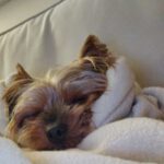 Yorkshire Terrier Ragnar, 05/2022, ca. 25 cm, 16515 Oranienburg