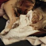 Yorkshire Terrier Ragnar, 05/2022, ca. 25 cm, 16515 Oranienburg