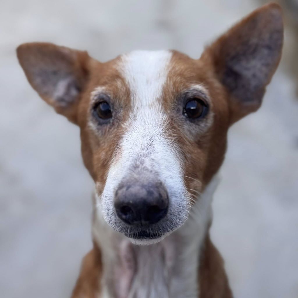 Podenco Rayo, 02/2019, ca. 55 cm