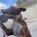 Podenco Rayo, 02/2019, ca. 55 cm