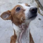 Podenco Rayo, 02/2019, ca. 55 cm