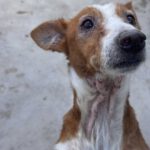 Podenco Rayo, 02/2019, ca. 55 cm