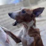 Podenco Rayo, 02/2019, ca. 55 cm