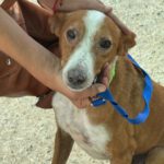 Podenco Rayo, 02/2019, ca. 55 cm