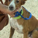 Podenco Rayo, 02/2019, ca. 55 cm