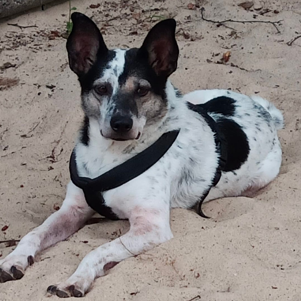 Regenbogenbrücke Dexi - SALVA Hundehilfe e.V.