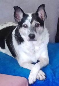 Regenbogenbrücke Dexi - SALVA Hundehilfe e.V.