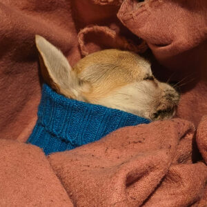 Regenbogenbruecke Erna / Celine