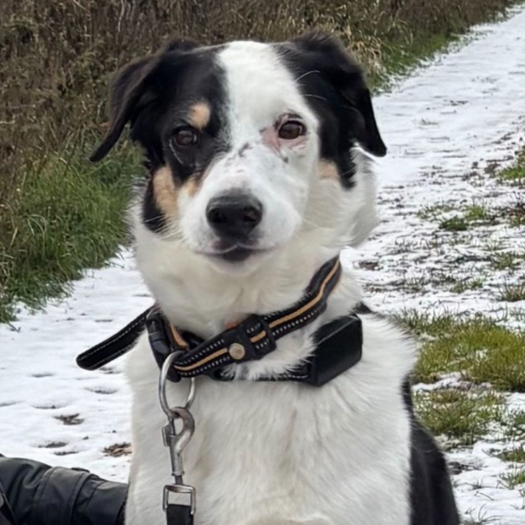 Regenbogenbrücke Jarno - SALVA Hundehilfe e.V.