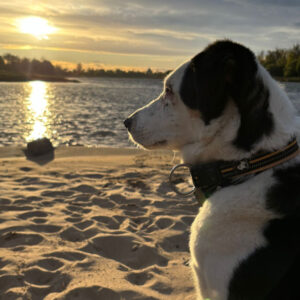 Regenbogenbrücke Jarno - SALVA Hundehilfe e.V.