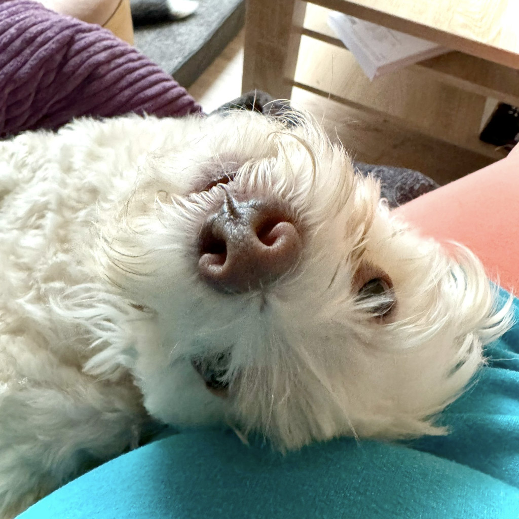 Regenbogenbrücke Kalle 2026