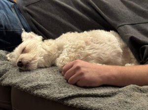 Regenbogenbrücke Kalle 2026