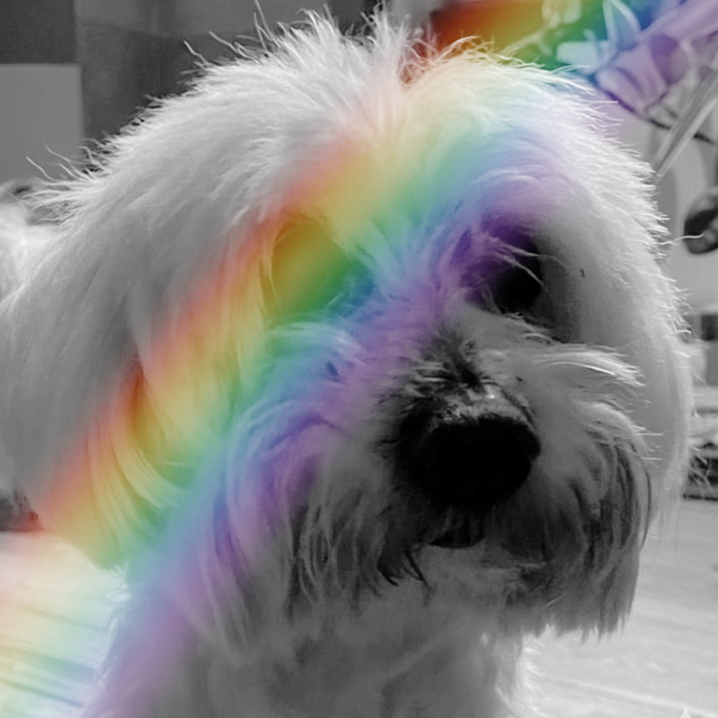 Regenbogenbrücke Lucas - SALVA Hundehilfe