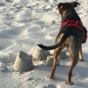 Regenbogenbruecke Manta - SALVA Hundehilfe