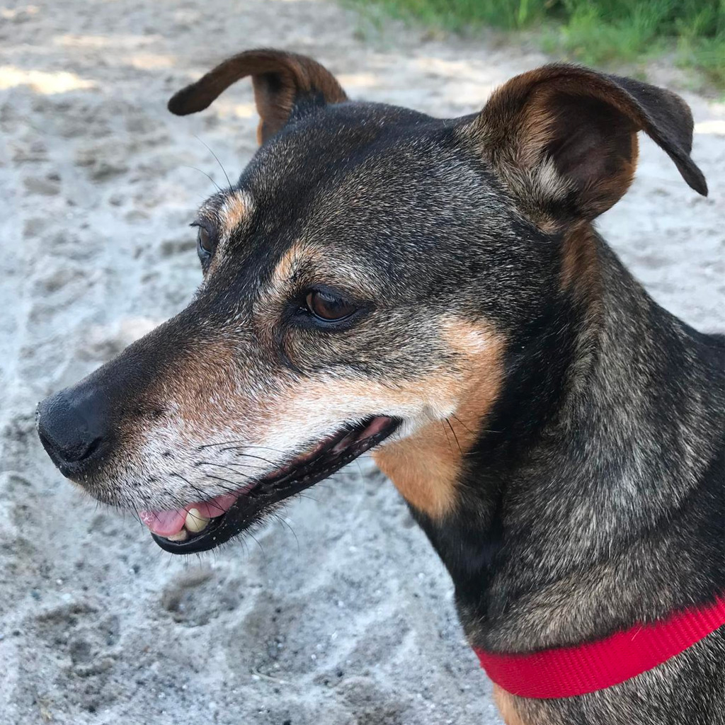 Regenbogenbruecke Manta - SALVA Hundehilfe
