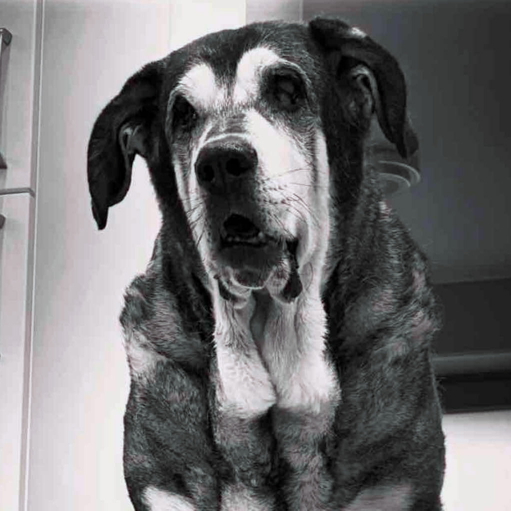 Regenbogenbrücke Milo - SALVA Hundehilfe e.V.