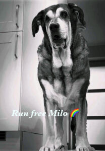 Regenbogenbrücke Milo - SALVA Hundehilfe e.V.