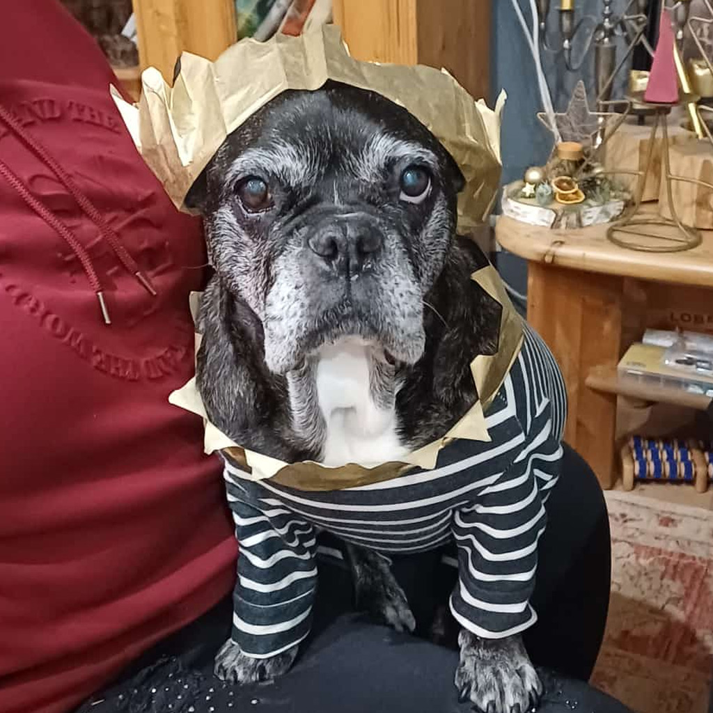 Regenbogenbrücke Muddi - SALVA Hundehilfe