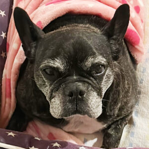 Regenbogenbrücke Muddi - SALVA Hundehilfe