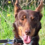 Podenco Remo, 07/2023, ca. 40 cm