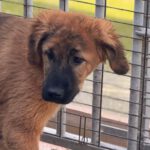 Mastin Mischling Rony, 08/2025 , Endgröße ca. 60 cm