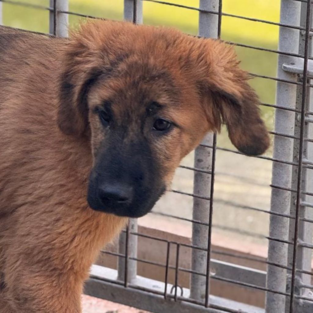 Mastin Mischling Rony, 08/2025 , Endgröße ca. 60 cm