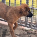 Mastin Mischling Rony, 08/2025 , Endgröße ca. 60 cm