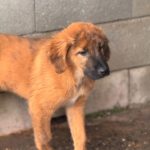 Mastin Mischling Rony, 08/2025 , Endgröße ca. 60 cm