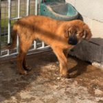 Mastin Mischling Rony, 08/2025 , Endgröße ca. 60 cm