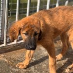 Mastin Mischling Rony, 08/2025 , Endgröße ca. 60 cm