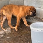 Mastin Mischling Rony, 08/2025 , Endgröße ca. 60 cm