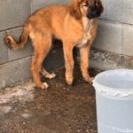 Mastin Mischling Rony, 08/2025 , Endgröße ca. 60 cm