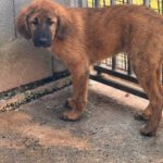 Mastin Mischling Rony, 08/2025 , Endgröße ca. 60 cm