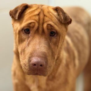 Shar Pei Mischling Ruano, 11/2022, ca. 50 cm,31188 Holle/Hersum