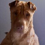 Shar Pei Mischling Ruano, 11/2022, ca. 50 cm,31188 Holle/Hersum