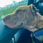 Shar Pei Mischling Ruano, 11/2022, ca. 50 cm,31188 Holle/Hersum