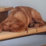 Shar Pei Mischling Ruano, 11/2022, ca. 50 cm,31188 Holle/Hersum