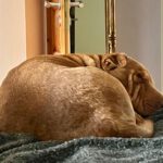 Shar Pei Mischling Ruano, 11/2022, ca. 50 cm,31188 Holle/Hersum