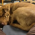 Shar Pei Mischling Ruano, 11/2022, ca. 50 cm,31188 Holle/Hersum