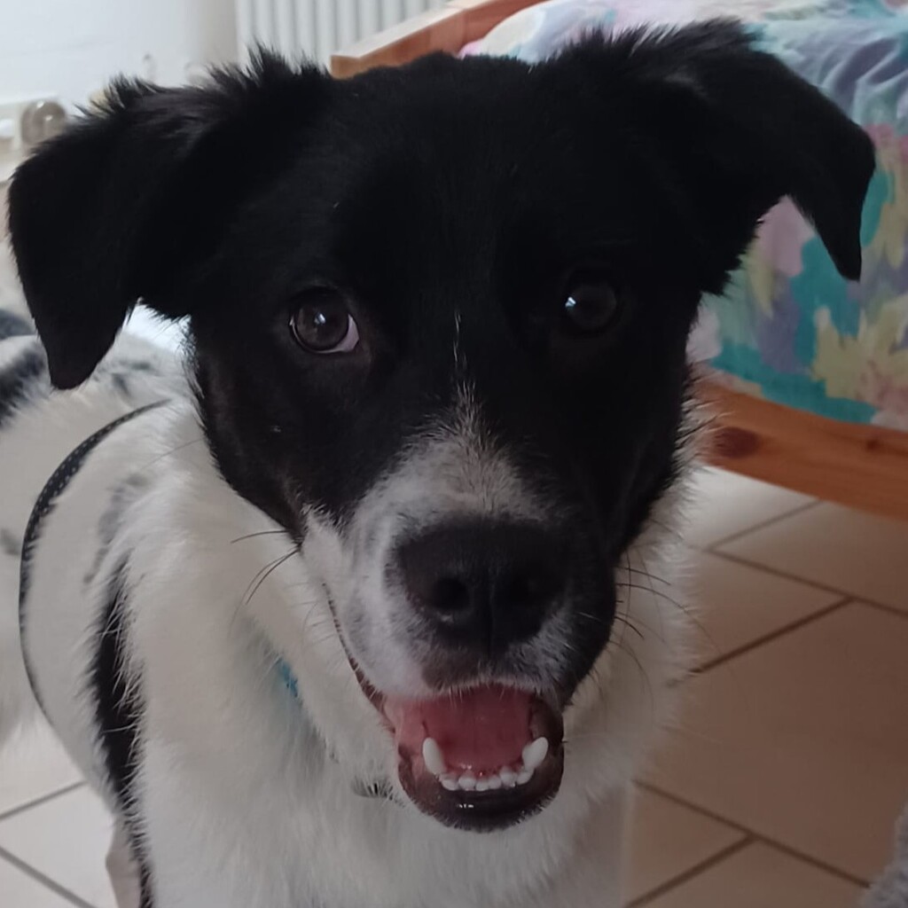 Mischling Rubble, 05/2025, Endgröße ca. 50 cm, 22926 Ahrensburg